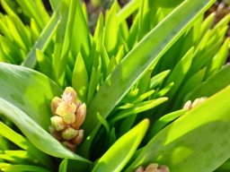 Lachenalia bulbifera safety in numbers